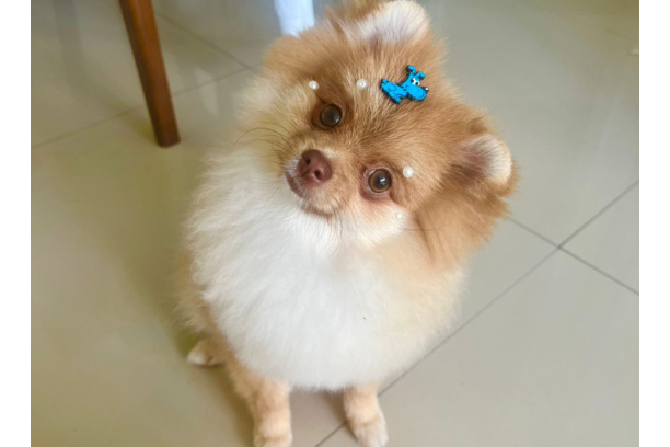 cachorro-exame-24h-vet-care-hospital-veterinario-fortaleza