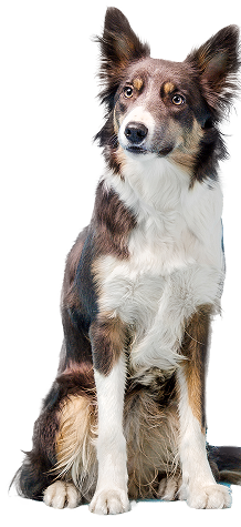 cachorro-vet-care-hospital-veterinario-fortaleza