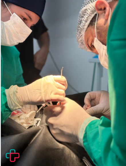 castracao-veterinaria-24h-vet-care-hospital-veterinario-fortaleza.
