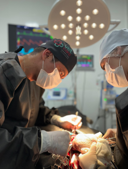 cirurgia-veterinaria-24h-vet-care-hospital-veterinario-fortaleza