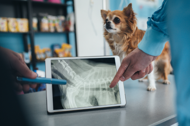 exame-raio-x-veterinario-hospital-24h-vet-care-fortaleza