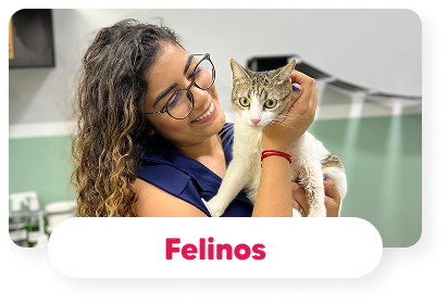 felinos-gatos-hospital-veterinario-vet-care-fortaleza