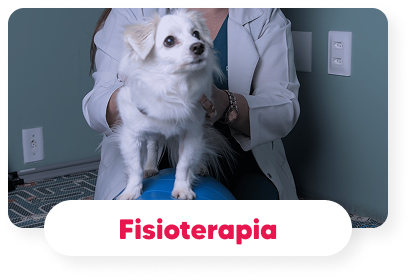 fisioterapia-veterinaria-hospital-veterinario-vet-care-fortaleza