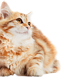 gato-vet-care-hospital-veterinario-fortaleza