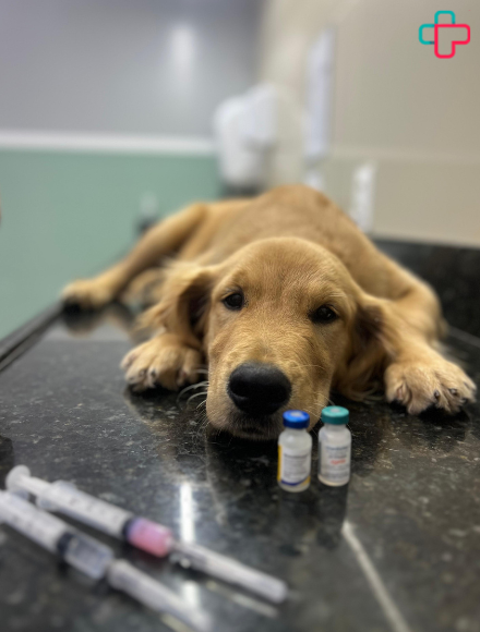 vacinacao-veterinaria-24h-vet-care-hospital-veterinario-fortaleza.